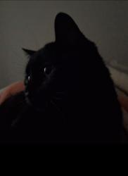 Lost Female Cat last seen Rua eliane alvin dias 331- coliseu, Jardim das Americas, PR 86076-090