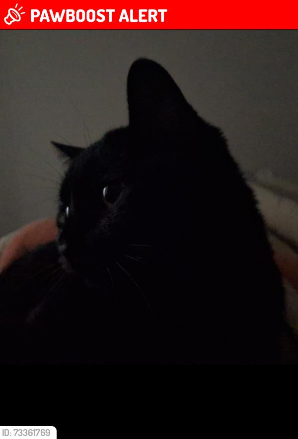 Lost Female Cat last seen Rua eliane alvin dias 331- coliseu, Jardim das Americas, PR 86076-090