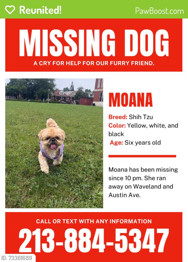Reunited Female Dog last seen Waveland and austin, Chicago, IL 60634
