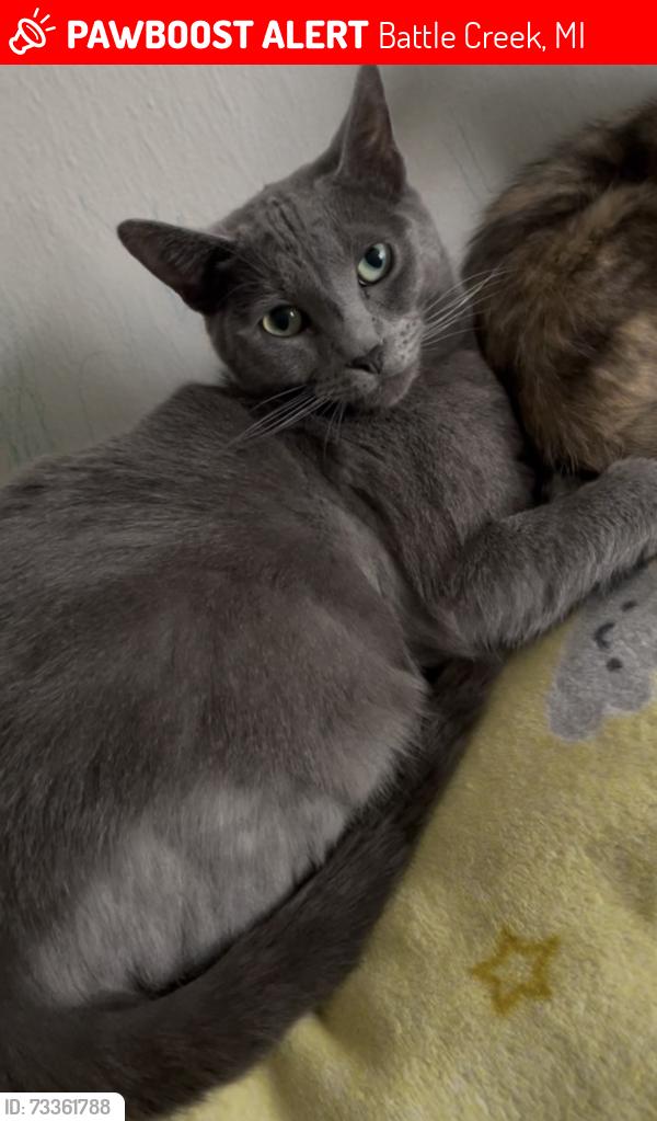 Lost Male Cat last seen Babcock ave, Battle Creek, MI 49037