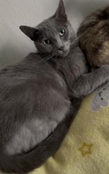 Lost Male Cat last seen Babcock ave, Battle Creek, MI 49037