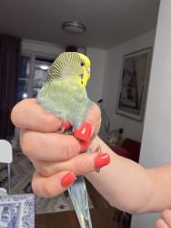 Found/Stray Female Bird last seen Brighton 6th street, Brooklyn, NY 11235