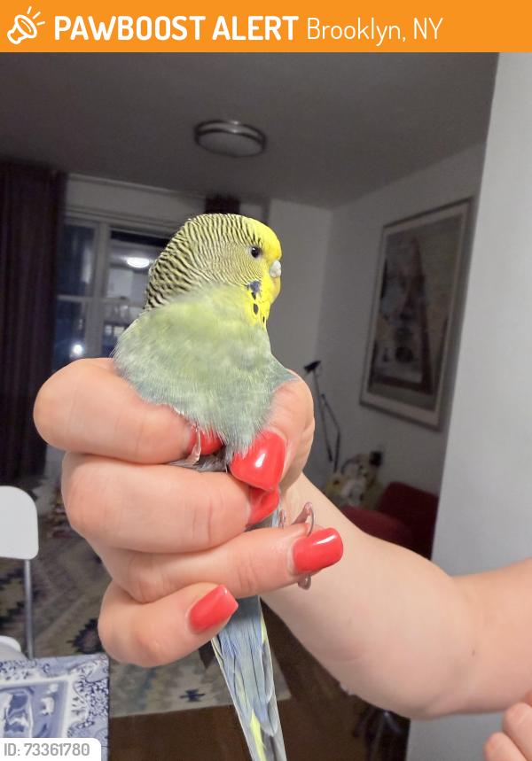 Found/Stray Female Bird last seen Brighton 6th street, Brooklyn, NY 11235