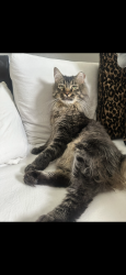 Lost Male Cat last seen Near s clay st, Denver, CO 80219
