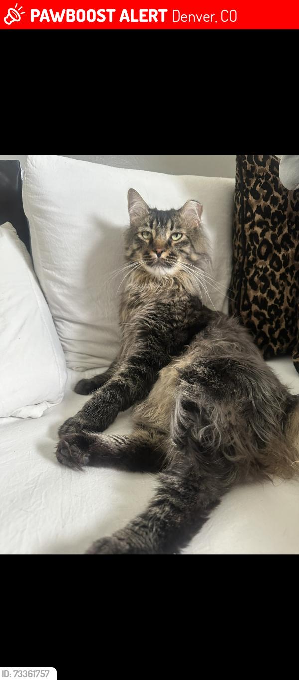 Lost Male Cat last seen Near s clay st, Denver, CO 80219