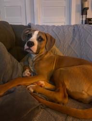 Lost Female Dog last seen Redmond safeway, Redmond, WA 98052