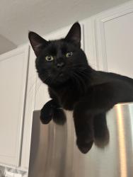 Lost Male Cat last seen Dovekey and Great Egret Street, Sarasota, FL 34241