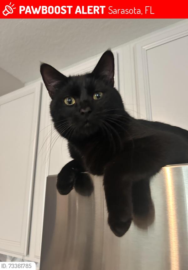 Lost Male Cat last seen Dovekey and Great Egret Street, Sarasota, FL 34241