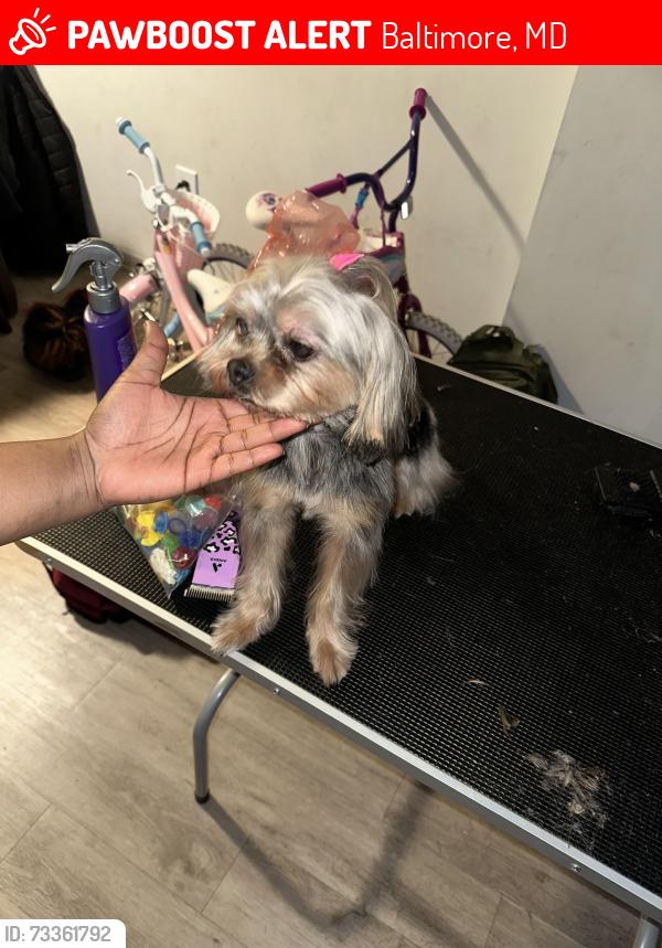 Lost Female Dog last seen Parkheights Avenue., Baltimore, MD 21215