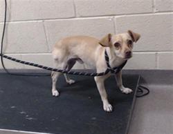 Shelter Stray Male Dog last seen Near BLOCK W BAYAUD AVE, DENVER CO 80223, 1241 W Bayaud Ave, Denver, CO 80223, USA