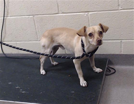 Shelter Stray Male Dog last seen Near BLOCK W BAYAUD AVE, DENVER CO 80223, 1241 W Bayaud Ave, Denver, CO 80223, USA