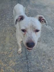 Found/Stray Male Dog last seen Near Farrell Drive Houston 77023, Houston, TX 77070