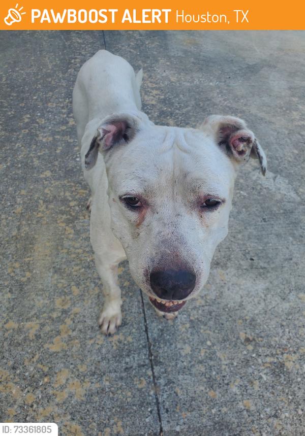 Found/Stray Male Dog last seen Near Farrell Drive Houston 77023, Houston, TX 77070