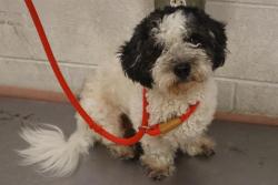 Shelter Stray Male Dog last seen Near BLOCK FORT JACKSON BLVD, 127 Humane Ln, Columbia, SC 29201, USA