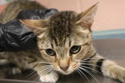 Shelter Stray Female Cat last seen Near BLOCK LILLY AV, 127 Humane Ln, Columbia, SC 29201, USA