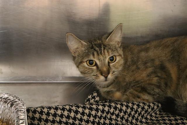 Shelter Stray Unknown Cat last seen Near BLOCK DOVE PARK RD, 127 Humane Ln, Columbia, SC 29201, USA