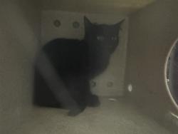 Shelter Stray Unknown Cat last seen Near BLOCK FAIRFIELD LN, PUEBLO CO 81005, 4600 Eagleridge Pl, Pueblo, CO 81008, USA