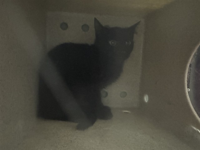 Shelter Stray Unknown Cat last seen Near BLOCK FAIRFIELD LN, PUEBLO CO 81005, 4600 Eagleridge Pl, Pueblo, CO 81008, USA