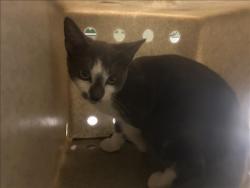 Shelter Stray Unknown Cat last seen , 1850 W 60th St, Los Angeles, CA 90047, USA