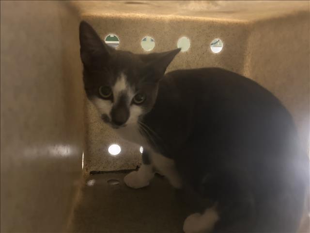Shelter Stray Unknown Cat last seen , 1850 W 60th St, Los Angeles, CA 90047, USA