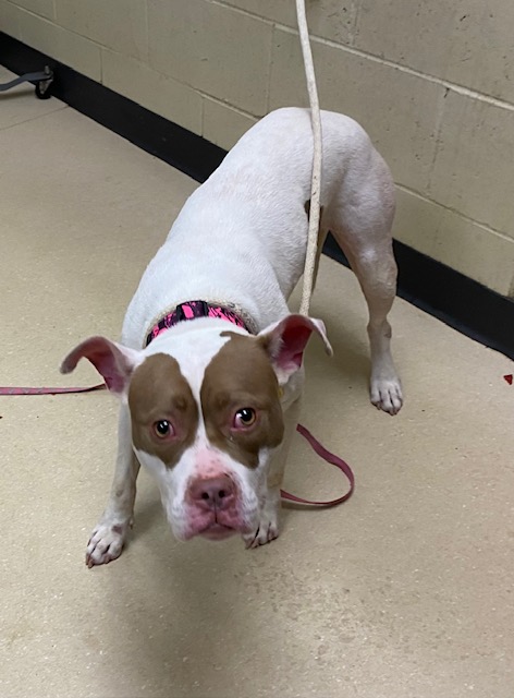 Shelter Stray Female Dog last seen Near BLOCK W CHEYENNE ST, 3839 W Burnham St, West Milwaukee, WI 53215, USA
