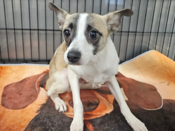 Shelter Stray Male Dog last seen , 14409 Vanowen St, Van Nuys, CA 91405, USA
