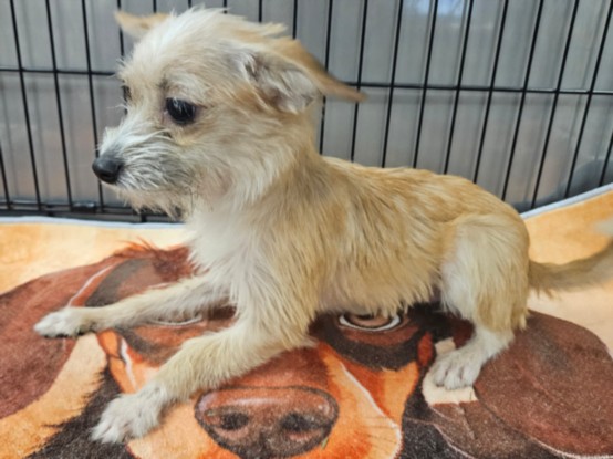 Shelter Stray Female Dog last seen , 14409 Vanowen St, Van Nuys, CA 91405, USA