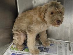 Shelter Stray Female Dog last seen , 14409 Vanowen St, Van Nuys, CA 91405, USA