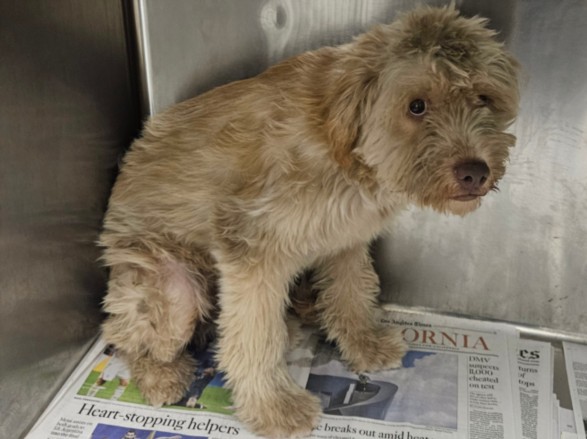 Shelter Stray Female Dog last seen , 14409 Vanowen St, Van Nuys, CA 91405, USA