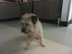 Shelter Stray Male Dog last seen , 14409 Vanowen St, Van Nuys, CA 91405, USA