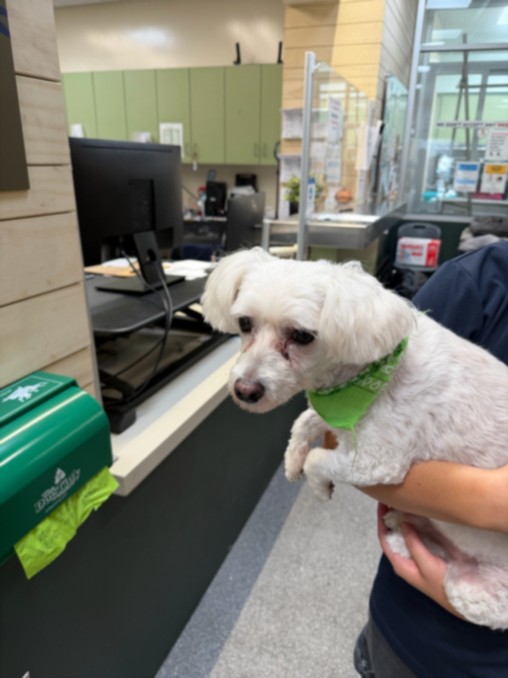 Shelter Stray Male Dog last seen , 3201 Lacy St, Los Angeles, CA 90031, USA