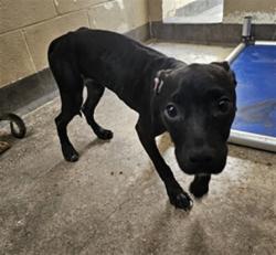 Shelter Stray Female Dog last seen , 3201 Lacy St, Los Angeles, CA 90031, USA