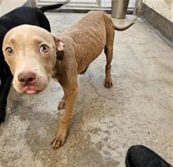 Shelter Stray Female Dog last seen , 3201 Lacy St, Los Angeles, CA 90031, USA