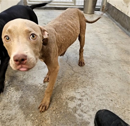 Shelter Stray Female Dog last seen , 3201 Lacy St, Los Angeles, CA 90031, USA