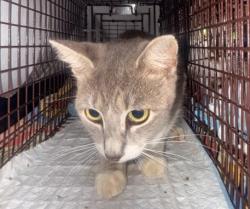 Shelter Stray Female Cat last seen Near BLOCK RIVERDALE DR NORTH MIRMAR FL 33025, 2400 SW 42nd St, Fort Lauderdale, FL 33312, USA