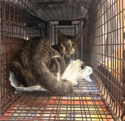 Shelter Stray Female Cat last seen Near BLOCK RIVERDALE DR NORTH MIRMAR FL 33025, 2400 SW 42nd St, Fort Lauderdale, FL 33312, USA