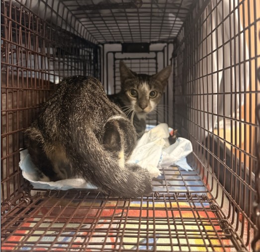 Shelter Stray Female Cat last seen Near BLOCK RIVERDALE DR NORTH MIRMAR FL 33025, 2400 SW 42nd St, Fort Lauderdale, FL 33312, USA