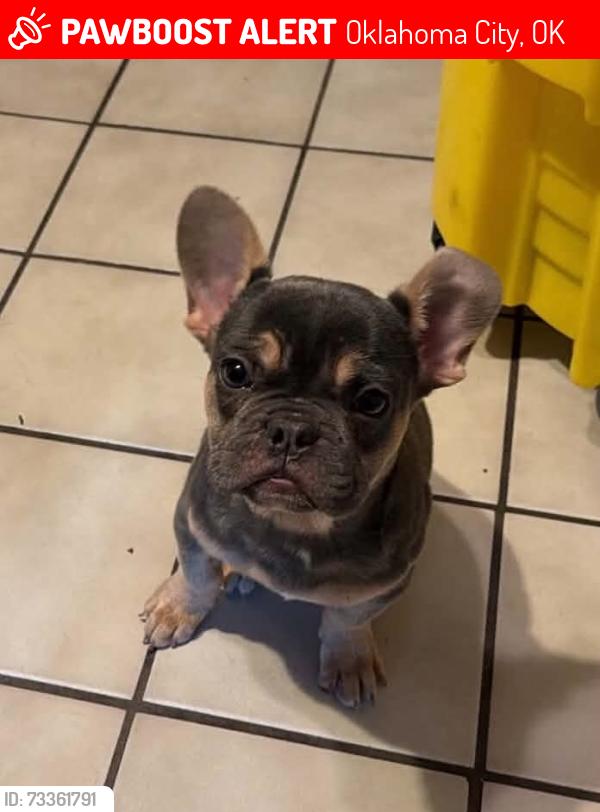 Lost Male Dog last seen Sw may, Oklahoma City, OK 73139
