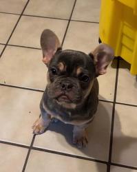 Lost Male Dog last seen Sw may, Oklahoma City, OK 73139