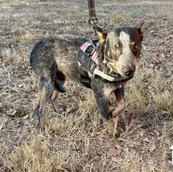 Reunited Male Dog last seen Near Skyview Dr, Copperas Cove, TX 76522, USA, Copperas Cove, TX 76522
