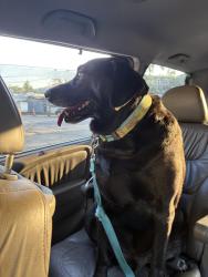 Reunited Male Dog last seen Ash pantry/sweeten creek rd, Asheville, NC 28803