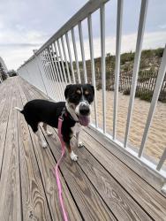 Lost Female Dog last seen Baltimore pike near Wawa and Fulton bank, Media, PA 19063
