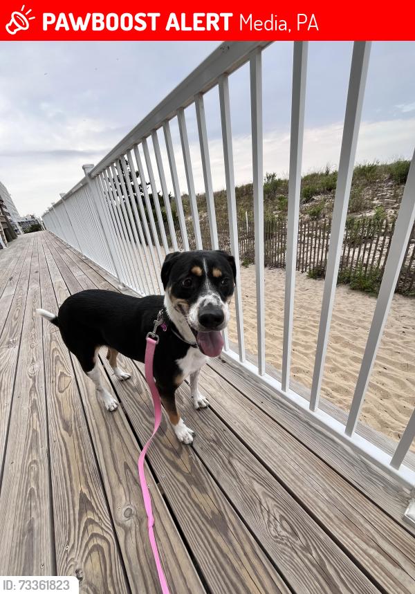 Lost Female Dog last seen Baltimore pike near Wawa and Fulton bank, Media, PA 19063