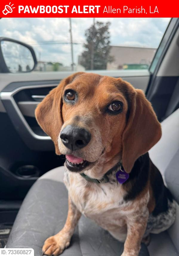 Lost Female Dog last seen iNDIAN VILLAGE, Allen Parish, LA 70648
