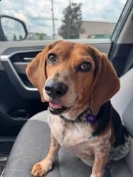 Lost Female Dog last seen iNDIAN VILLAGE, Allen Parish, LA 70648