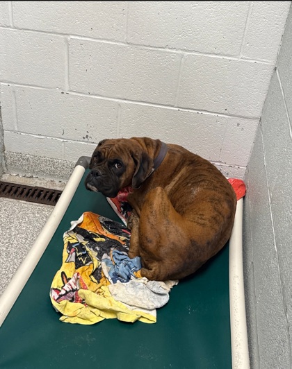 Shelter Stray Female Dog last seen Near Brenden ave, 21213, MD, 2490 Giles Rd, Baltimore, MD 21225, USA
