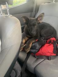 Found/Stray Male Dog last seen 344th street by the publix, Homestead, FL 33030