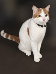 Lost Male Cat last seen Near Spencer Road, West Yorkshire, England BD7 2ES