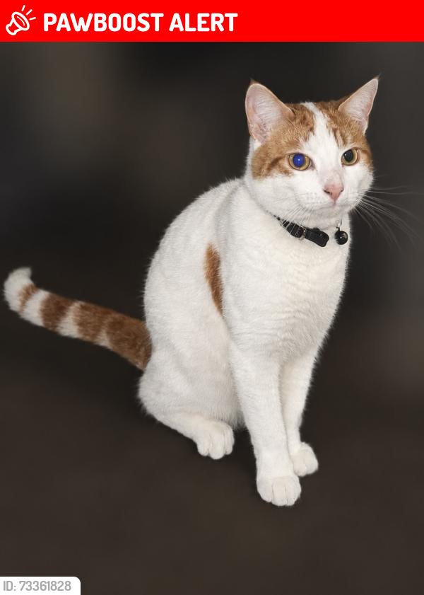 Lost Male Cat last seen Near Spencer Road, West Yorkshire, England BD7 2ES