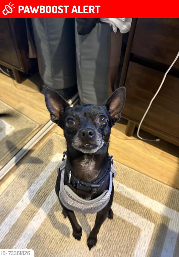 Lost Male Dog last seen Mescal and los padres drive, Rowland Heights, CA 91748